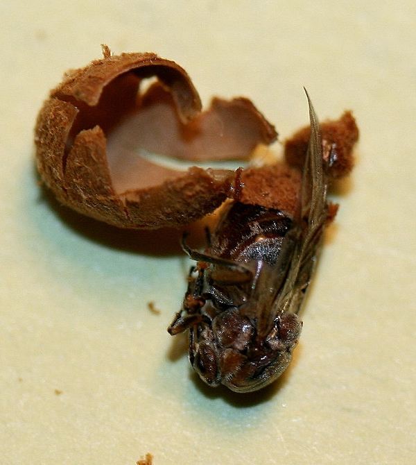 Cinipide della quercia: Andricus quercustozae
